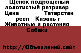 Щенок подрощеный золотистый ретривер › Цена ­ 23 000 - Татарстан респ., Казань г. Животные и растения » Собаки   